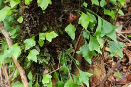 Image of Asplenium trilobum Cav.