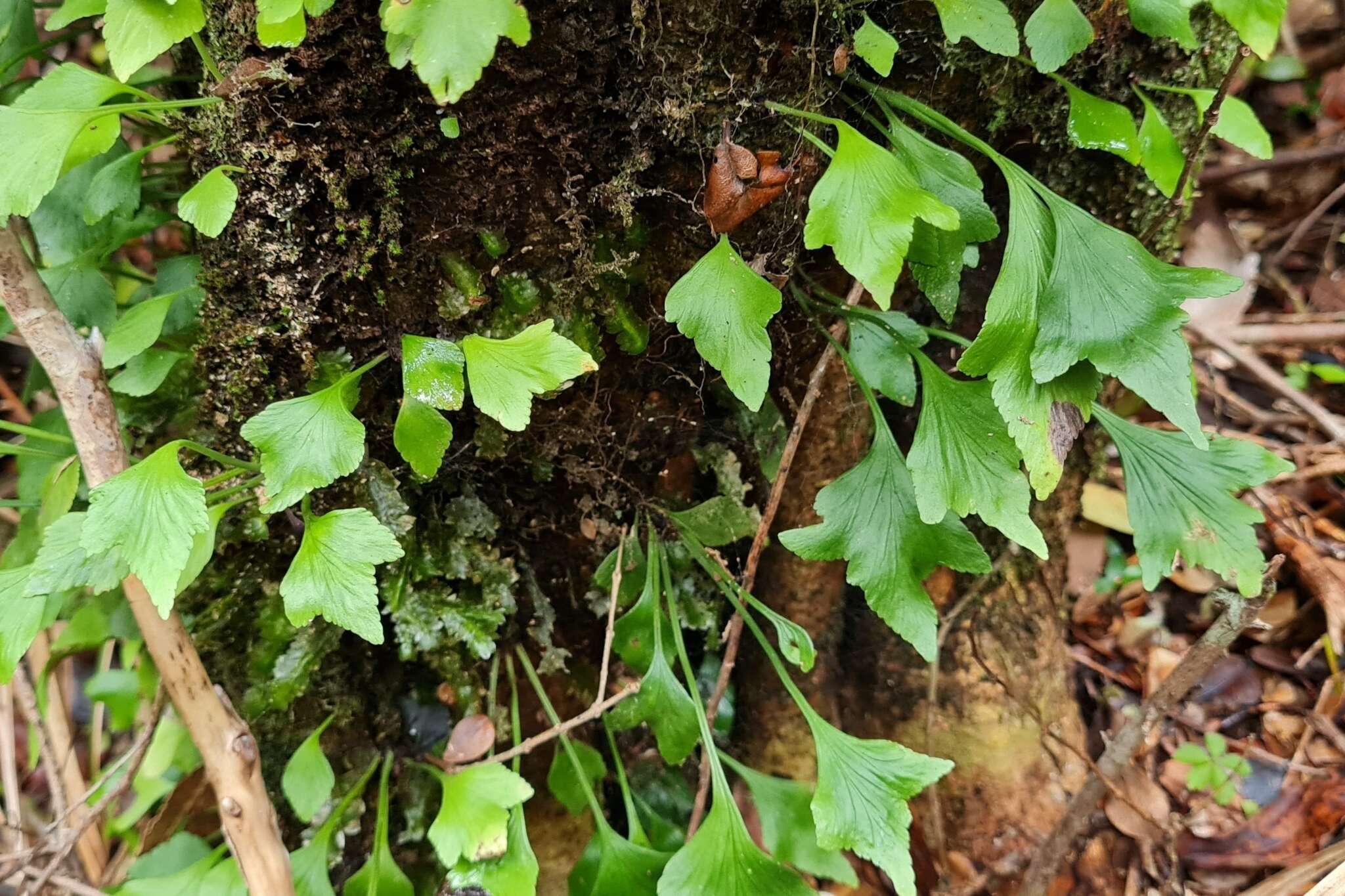 Image of Asplenium trilobum Cav.