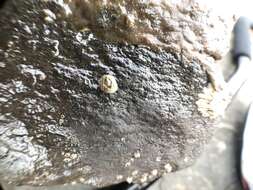 Image of Acorn barnacle