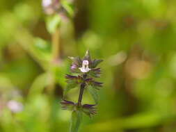 Image of field woundwort