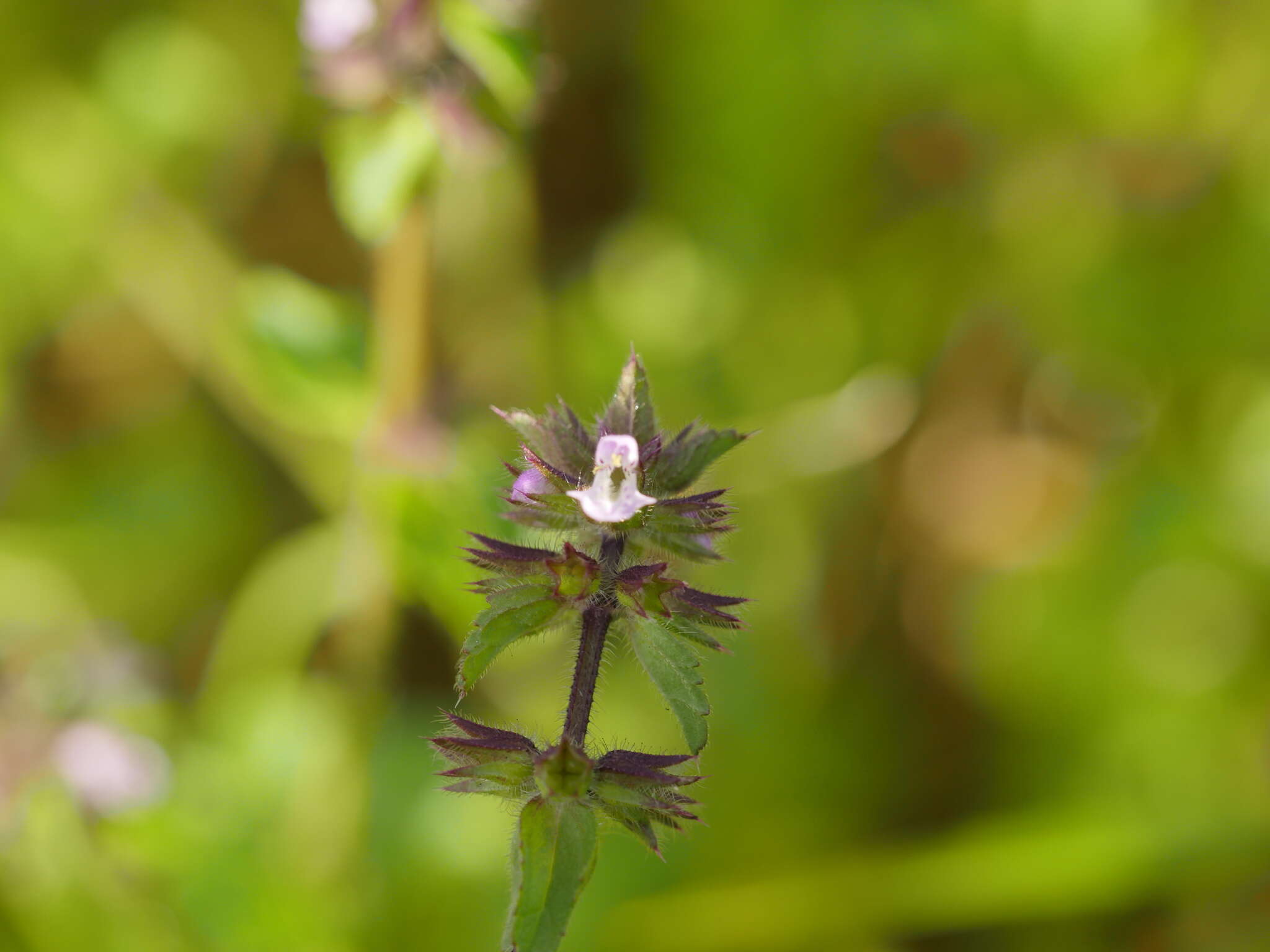 Imagem de Stachys arvensis (L.) L.