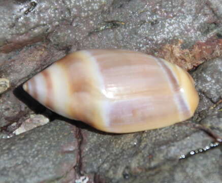 Image of Amalda australis (G. B. Sowerby I 1830)