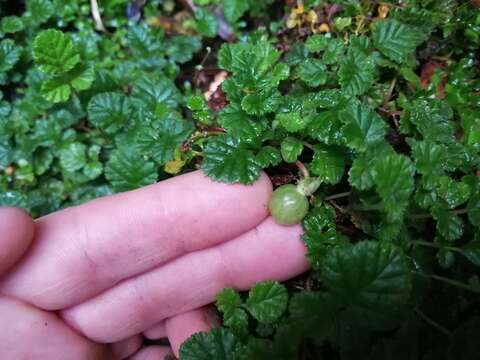 Image of Rubus radicans Cav.