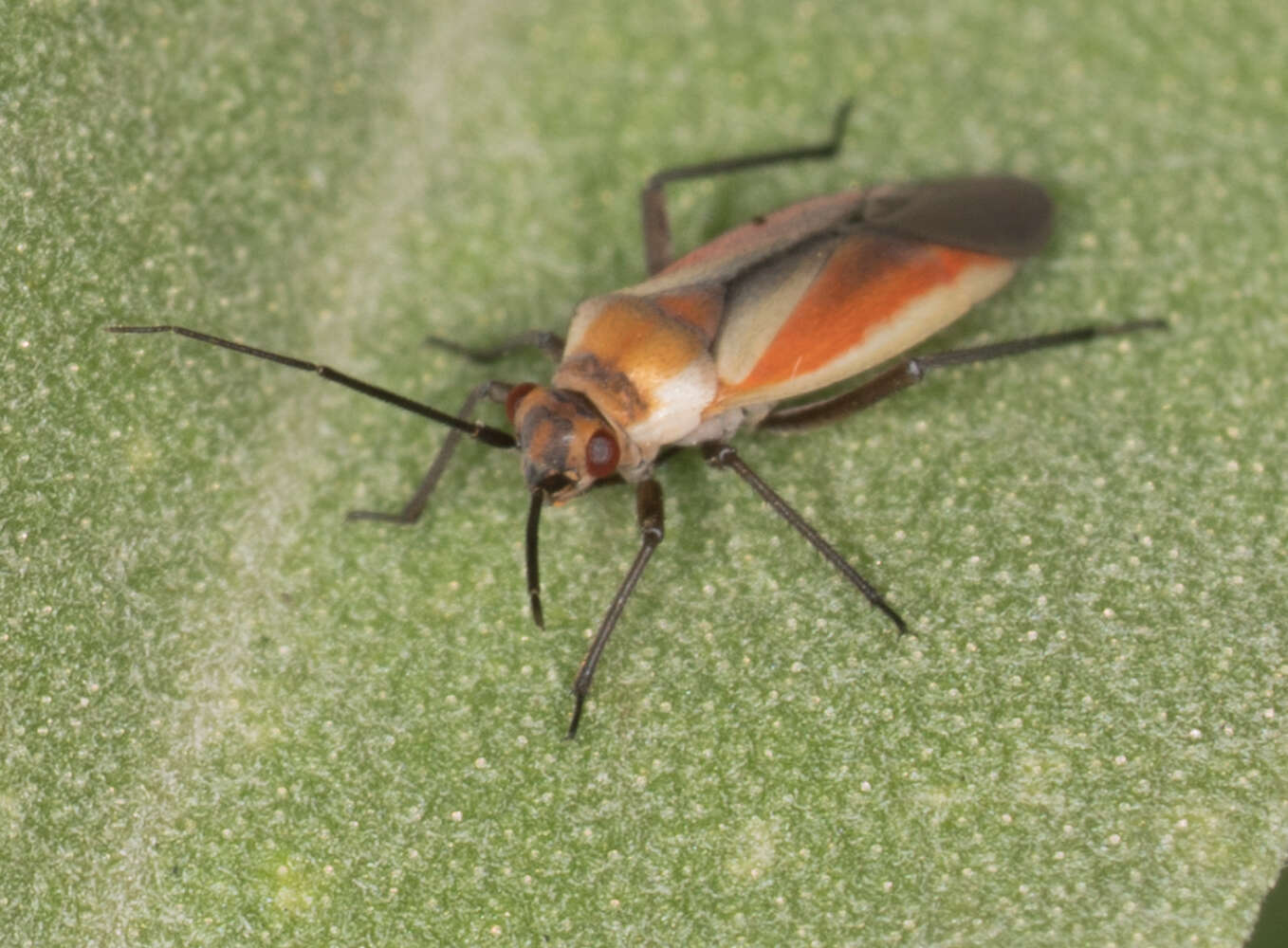 Lopidea marginata Uhler 1894 resmi