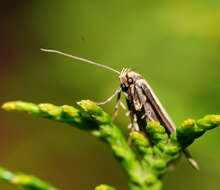 Image of Philobota latifissella Walker 1864