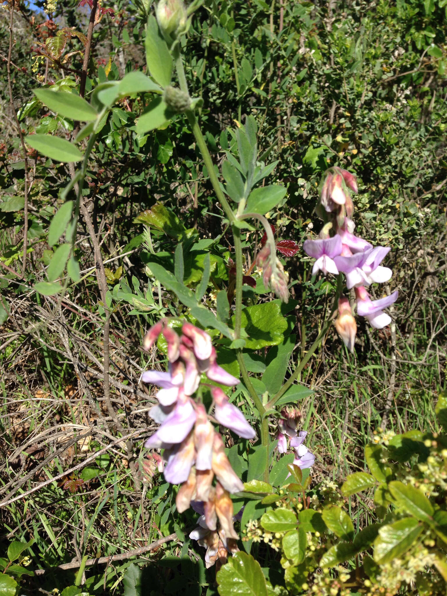 Image of Pacific pea