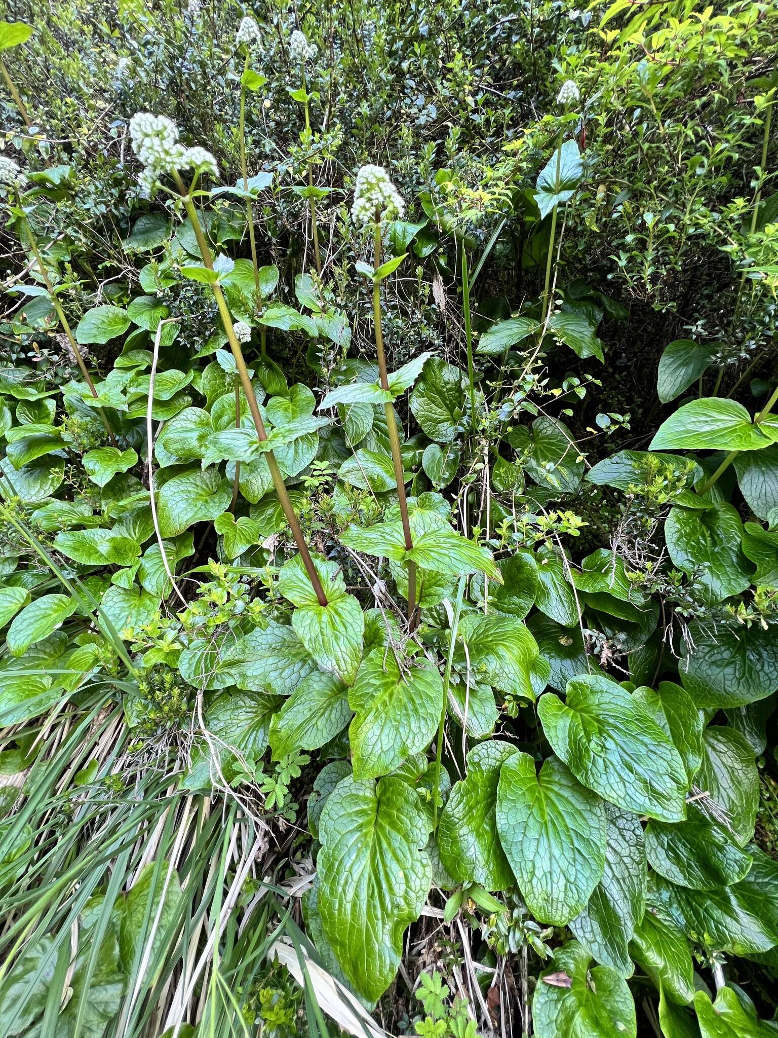 Image of Valeriana lapathifolia Vahl