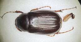 Image of Phyllophaga (Phyllophaga) bipartita (Horn 1887)