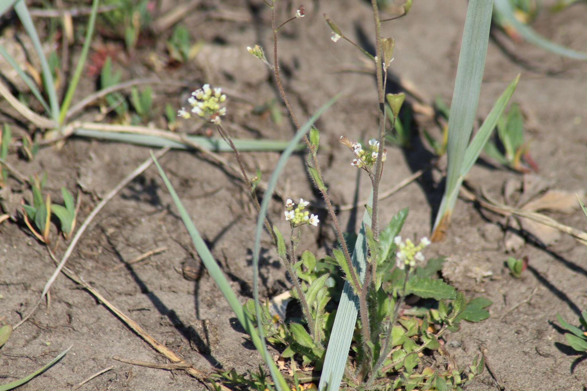 Image of Capsella orientalis Klokov