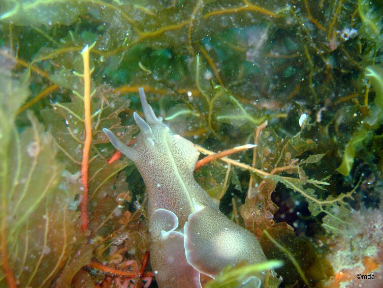 Aplysia punctata (Cuvier 1803) resmi