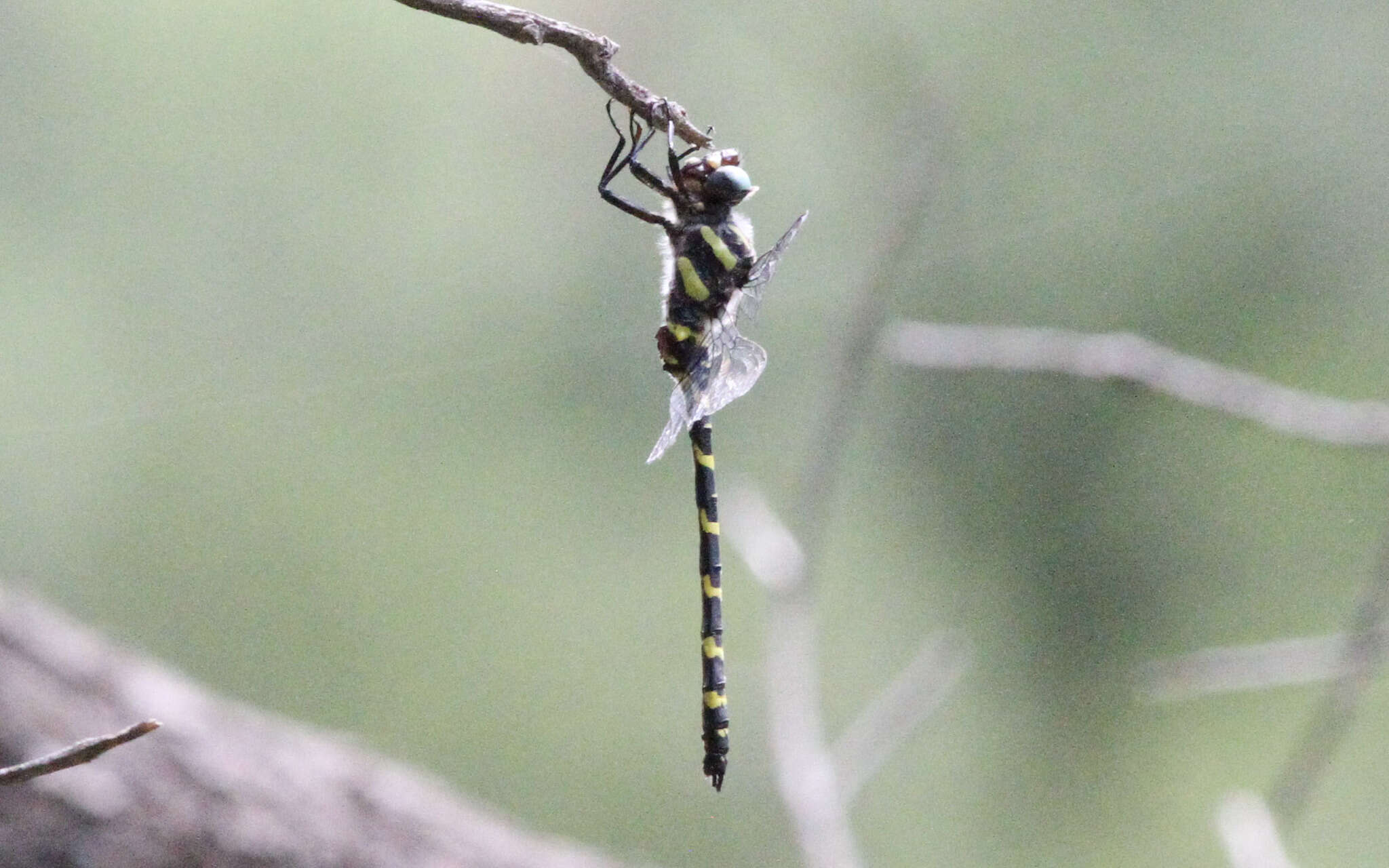 Imagem de Cordulegaster diadema Selys 1868