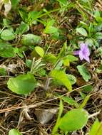 Image of hairyflower wild petunia