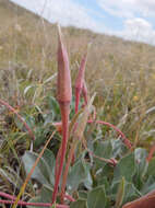 Imagem de Oenothera macrocarpa subsp. incana (A. Gray) W. L. Wagner