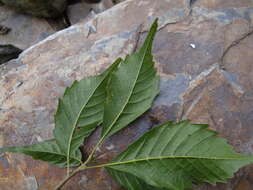 Image of Lithocarpus corneus (Lour.) Rehder