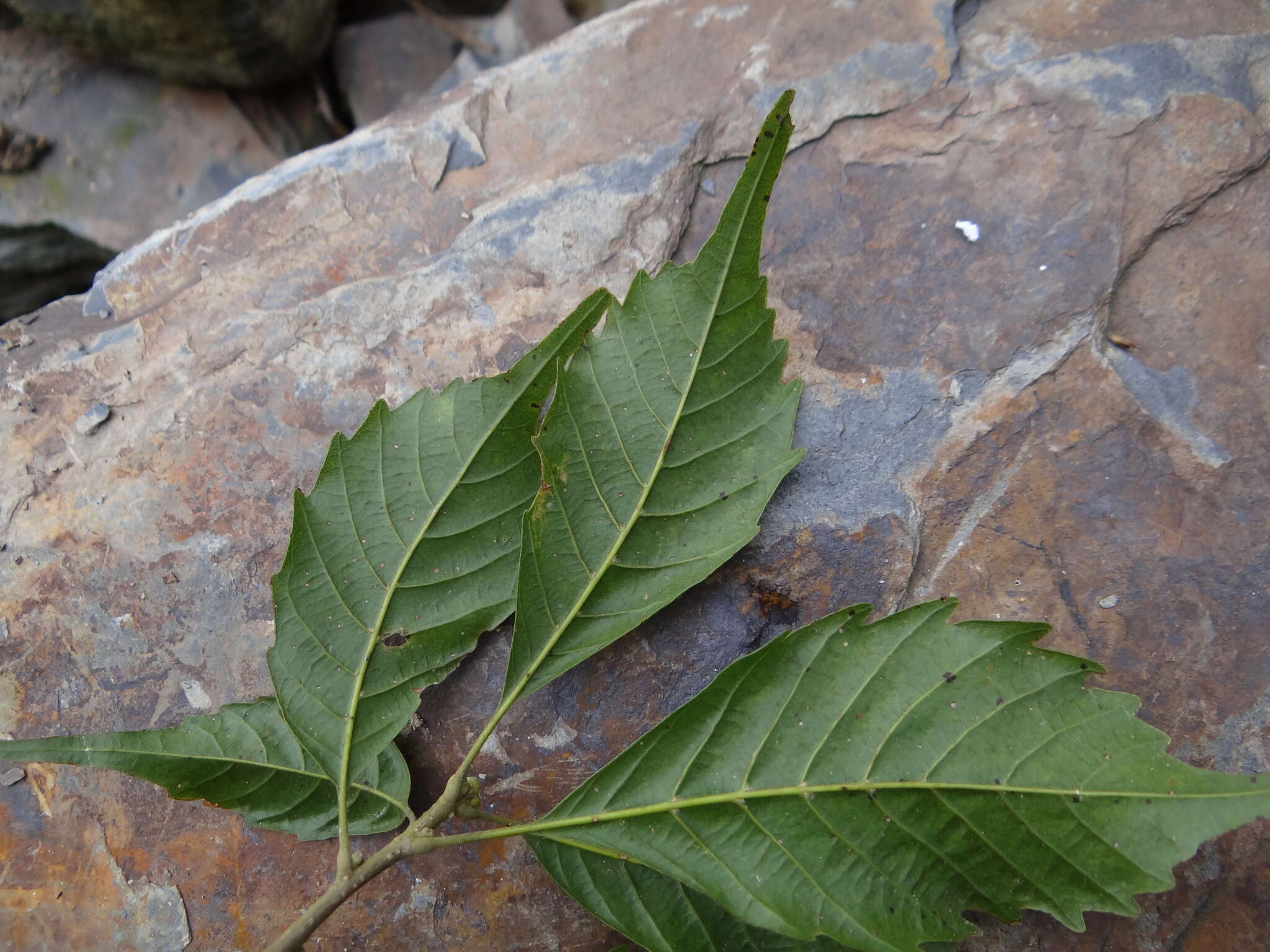 صورة Lithocarpus corneus (Lour.) Rehder