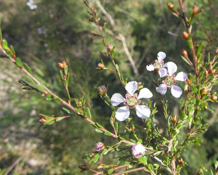 صورة Leptospermum parvifolium Sm.