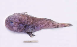 Image of Australian sculpin