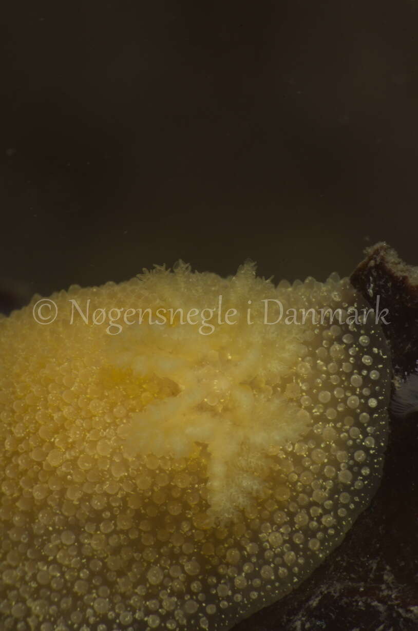 Image of hairy spiny doris