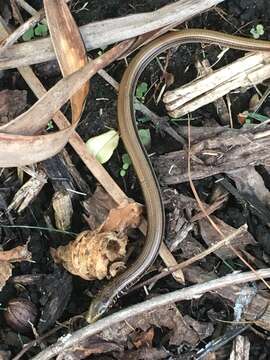 Image of Eastern Glass Lizard