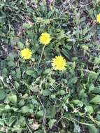 Image of Italian hawksbeard