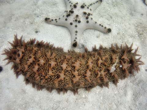 Image de Concombre de mer épineux