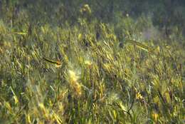 Image of Endora&#39;s hardyhead