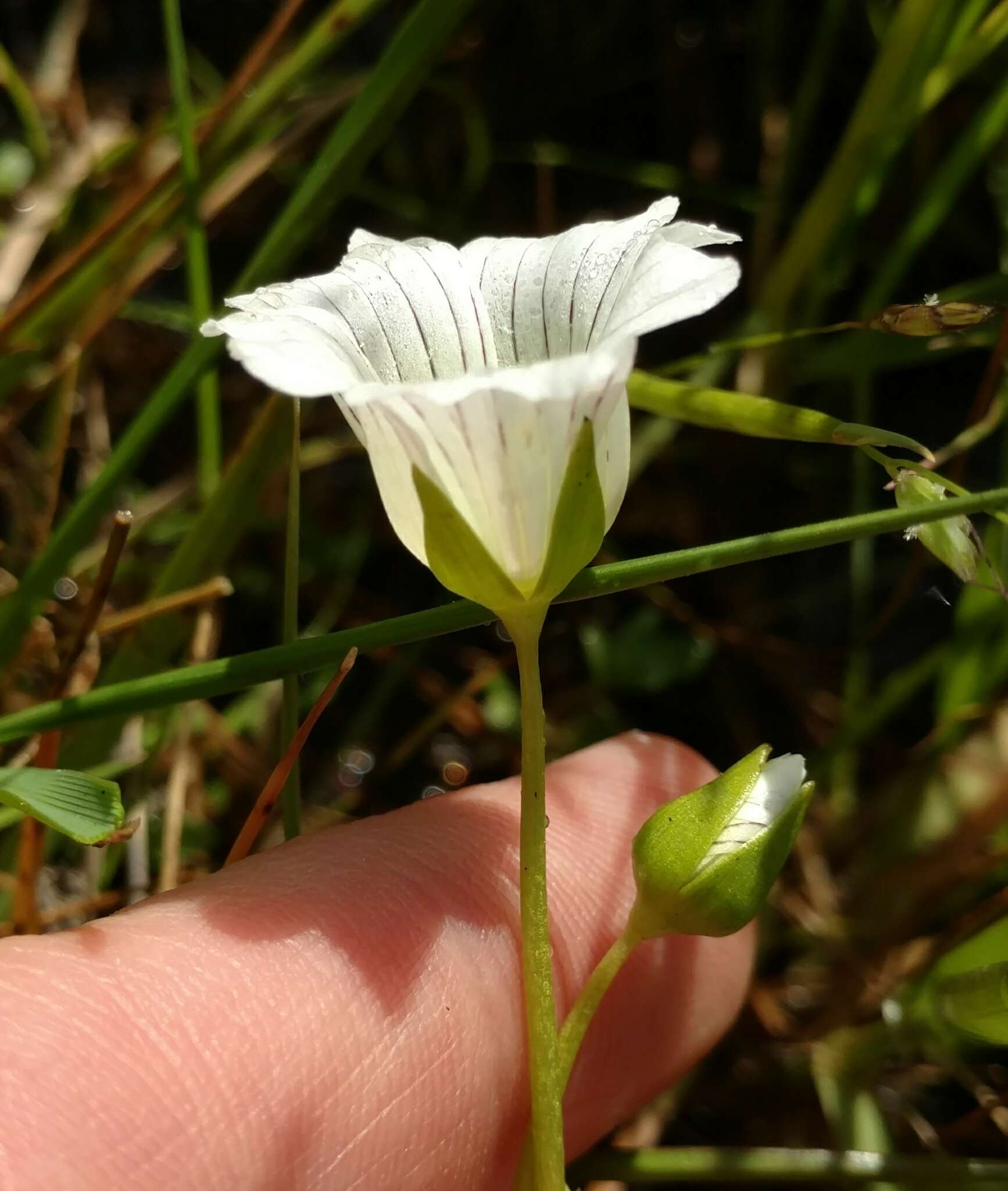 Image of Douglas' Meadowfoam