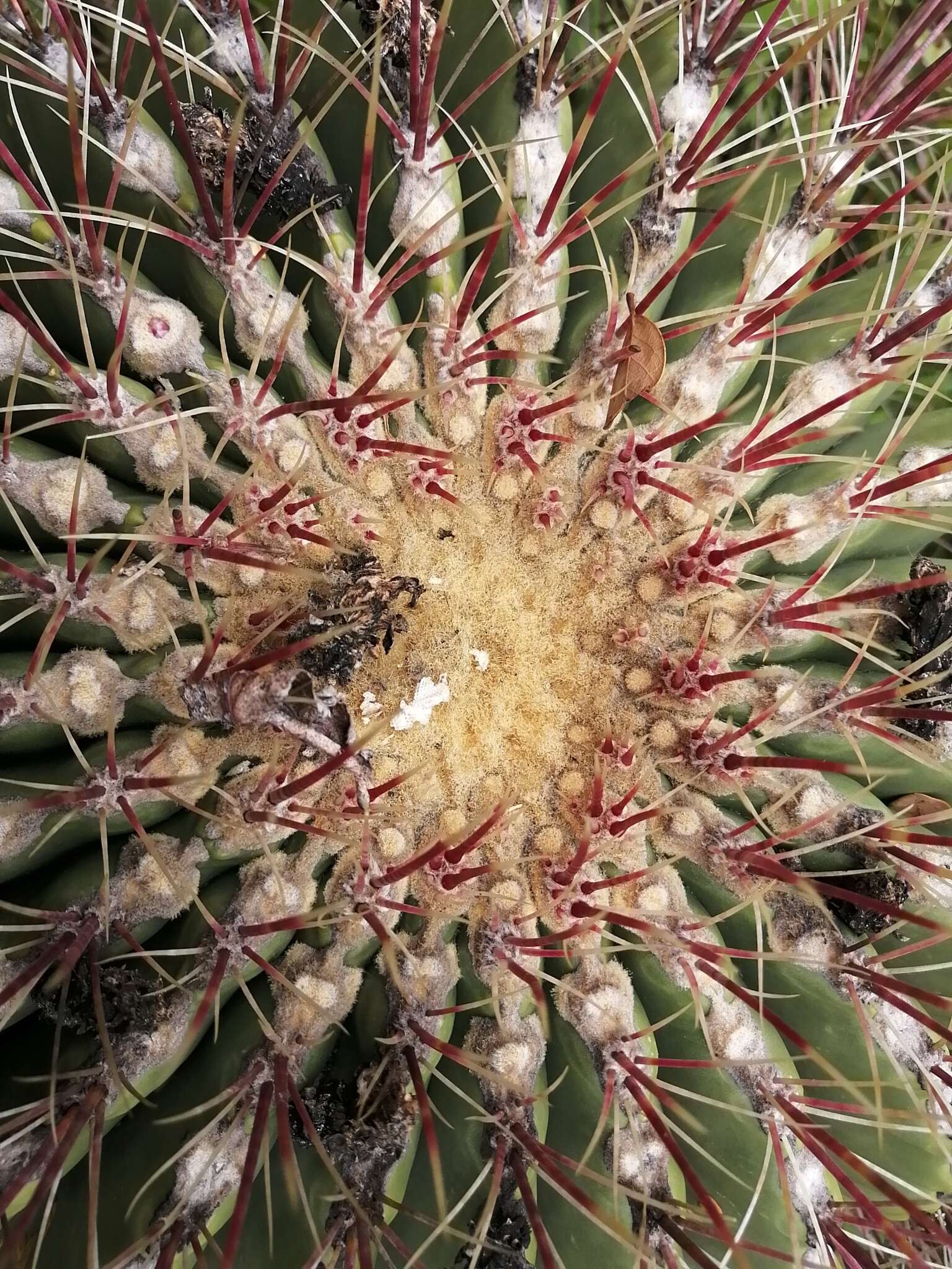 Image of Ferocactus haematacanthus (Muehlenpf.) Britton & Rose