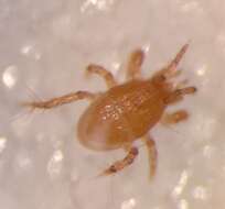 Image of Parasitellus