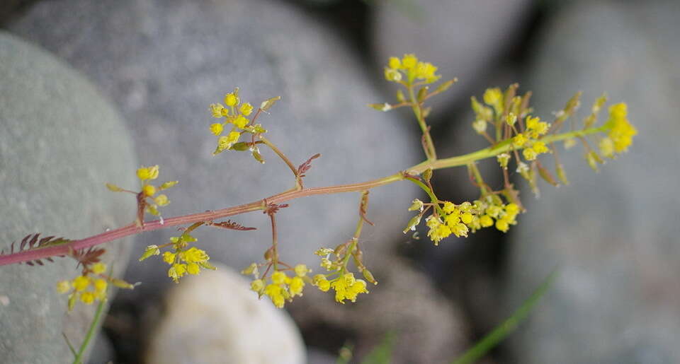 Rorippa palustris subsp. hispida (Desv.) Jonsell的圖片