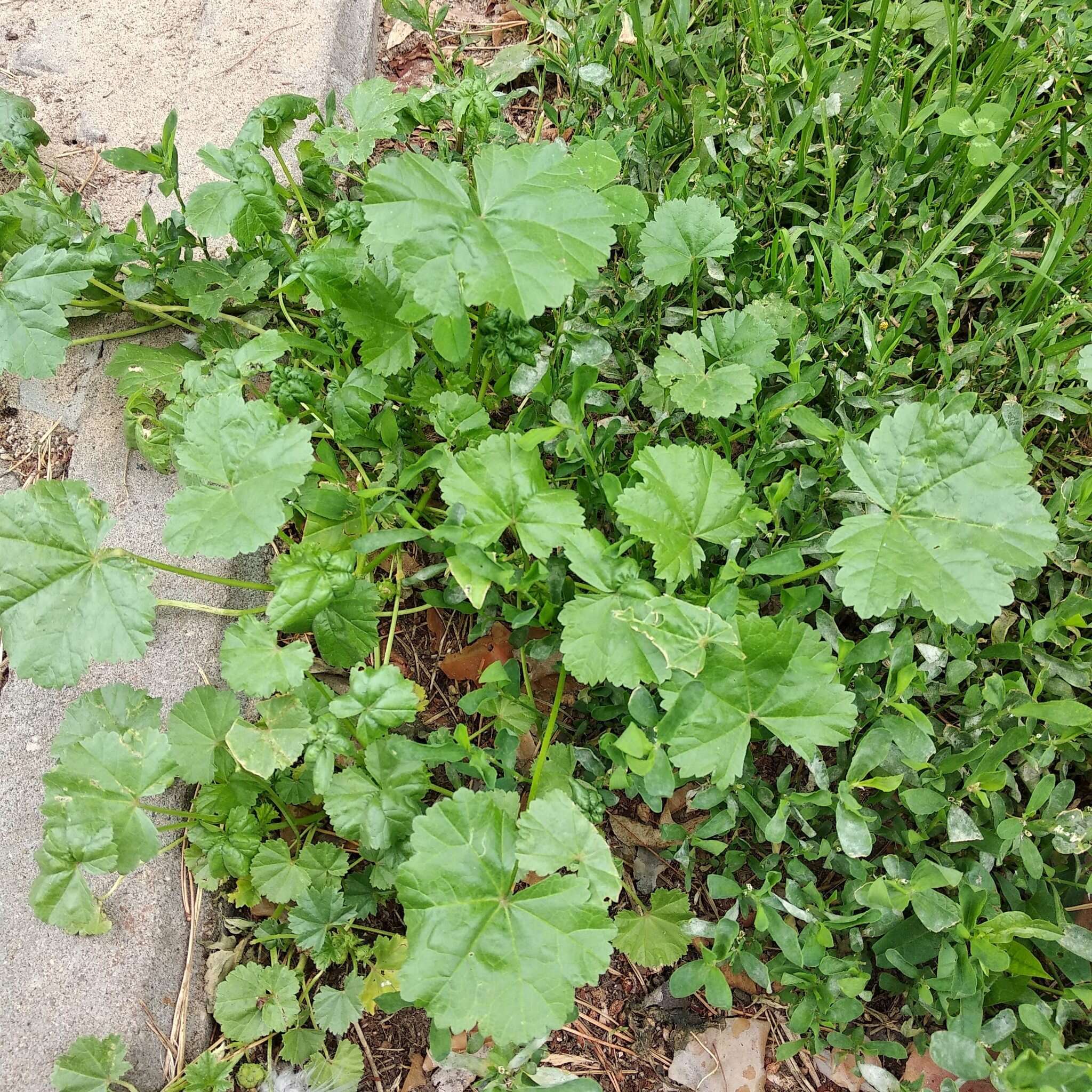 Image of low mallow