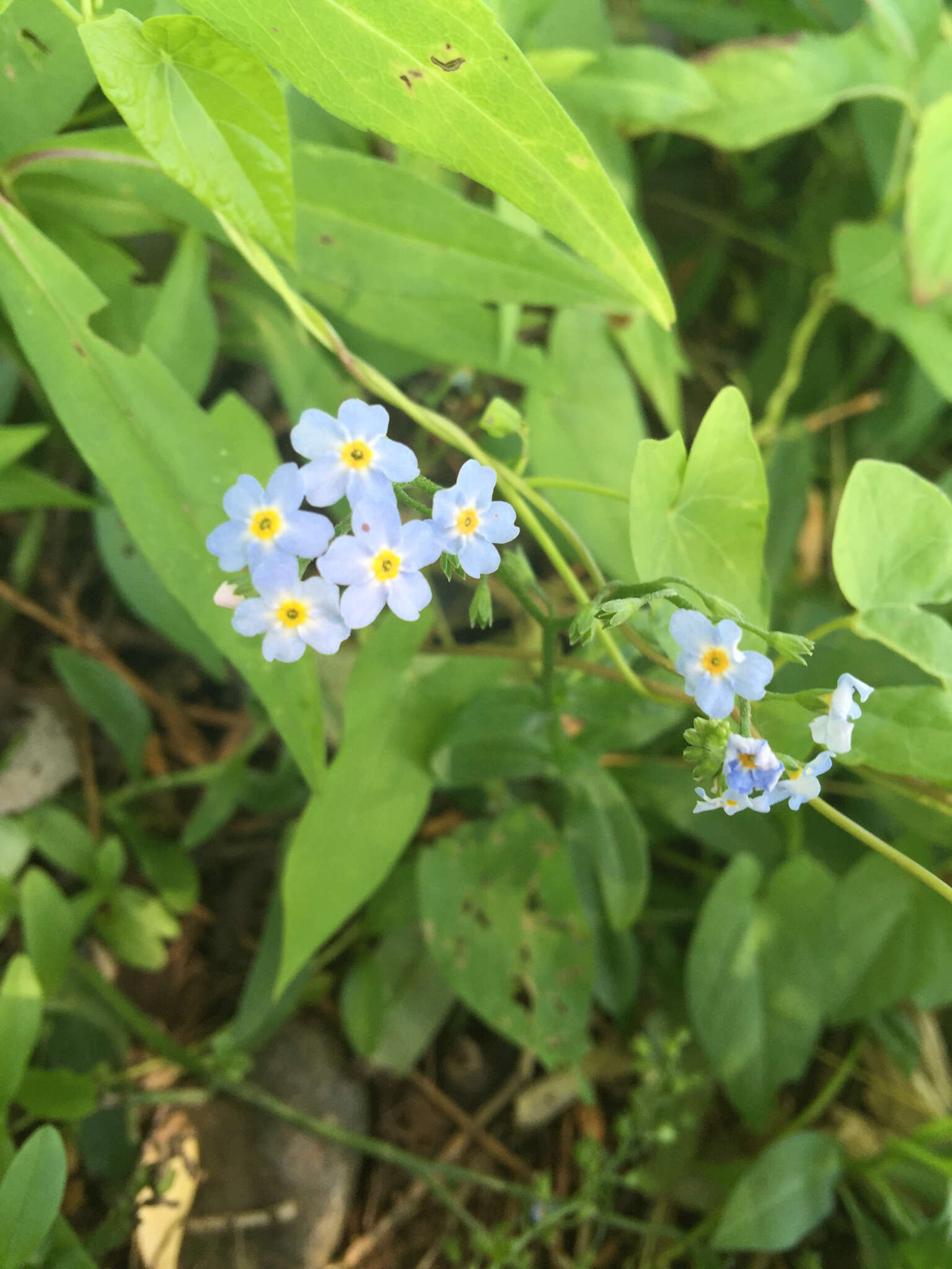 Image of true forget-me-not