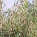 Image of Jerdon's Babbler