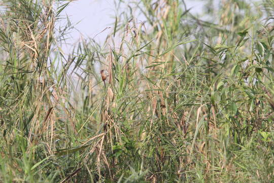 Image of Jerdon's Babbler