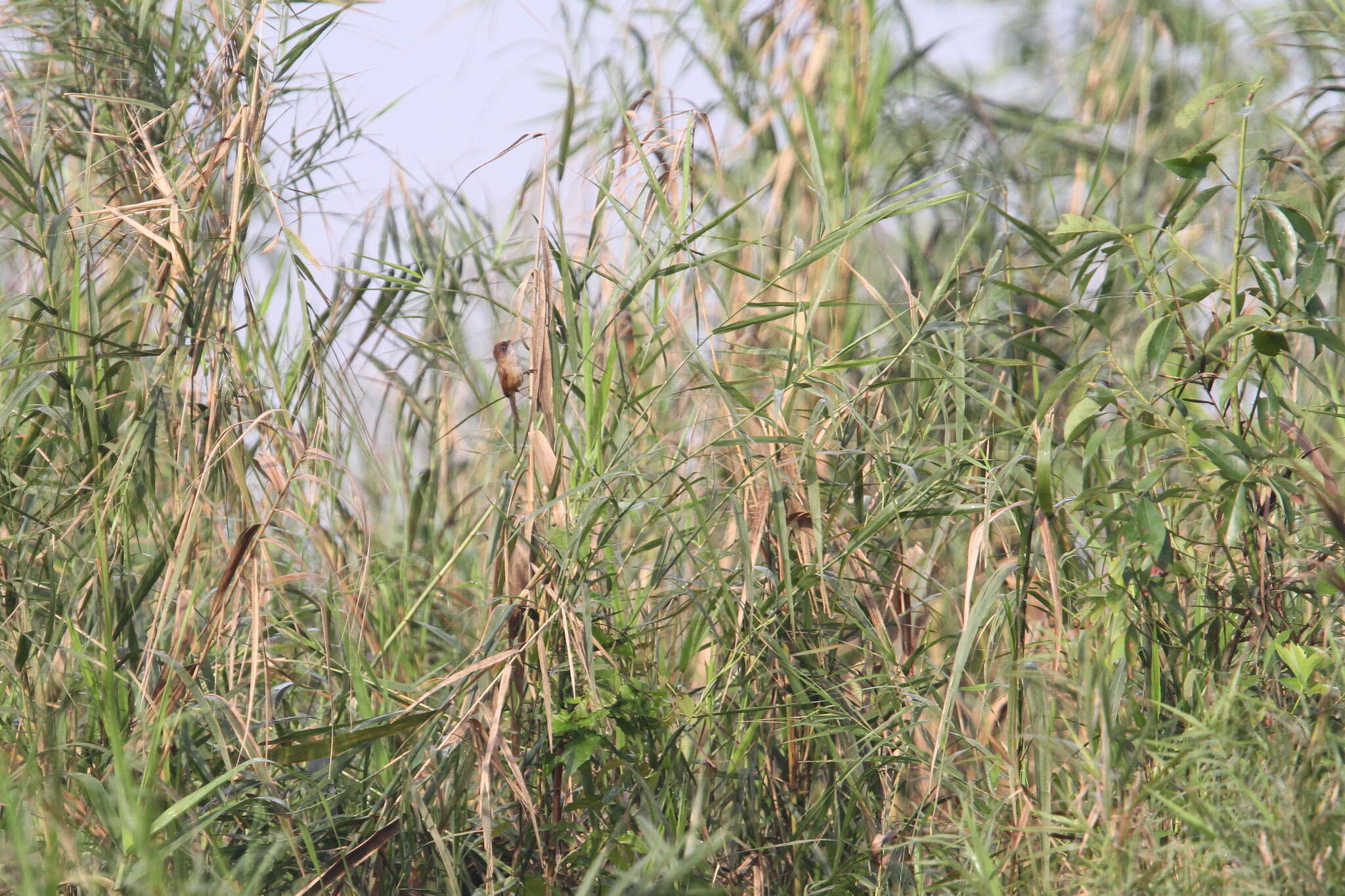 Image of Jerdon's Babbler