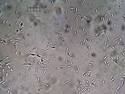 Image of Eleutheromyces subulatus (Tode) Fuckel 1870