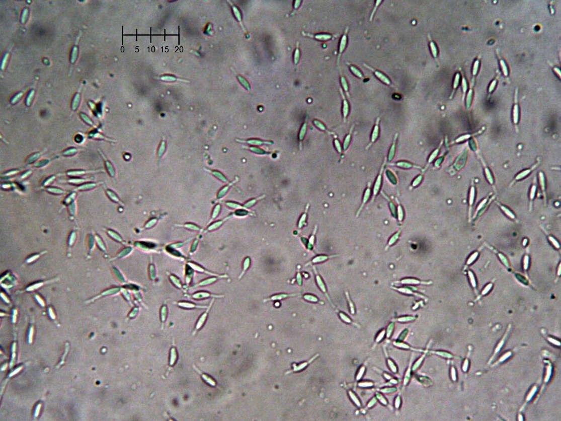 Image of Eleutheromyces subulatus (Tode) Fuckel 1870