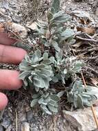 Image of Jaeger's beardtongue