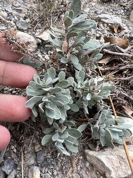 Image of Jaeger's beardtongue