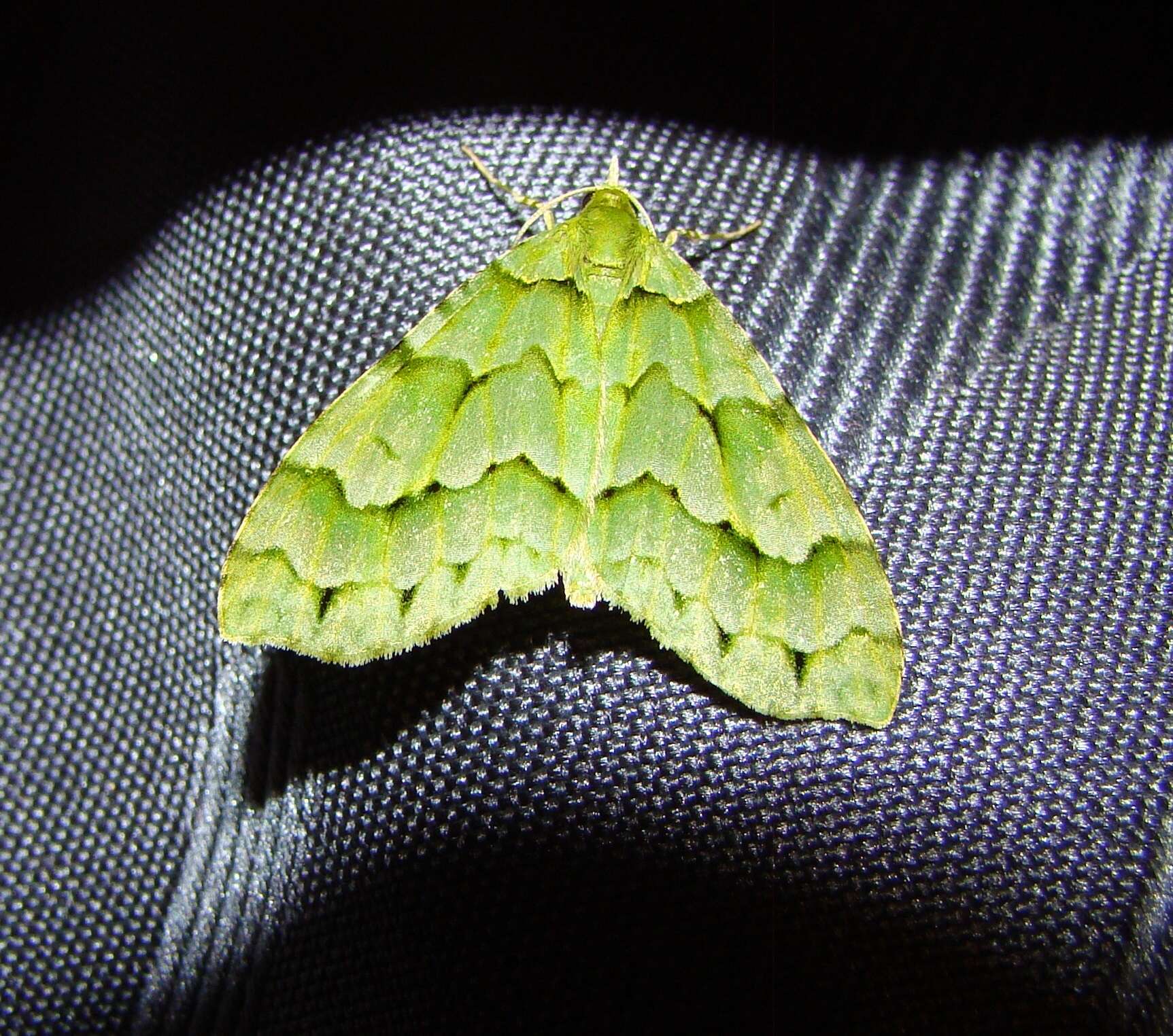 Image of Tatosoma lestevata Walker 1862