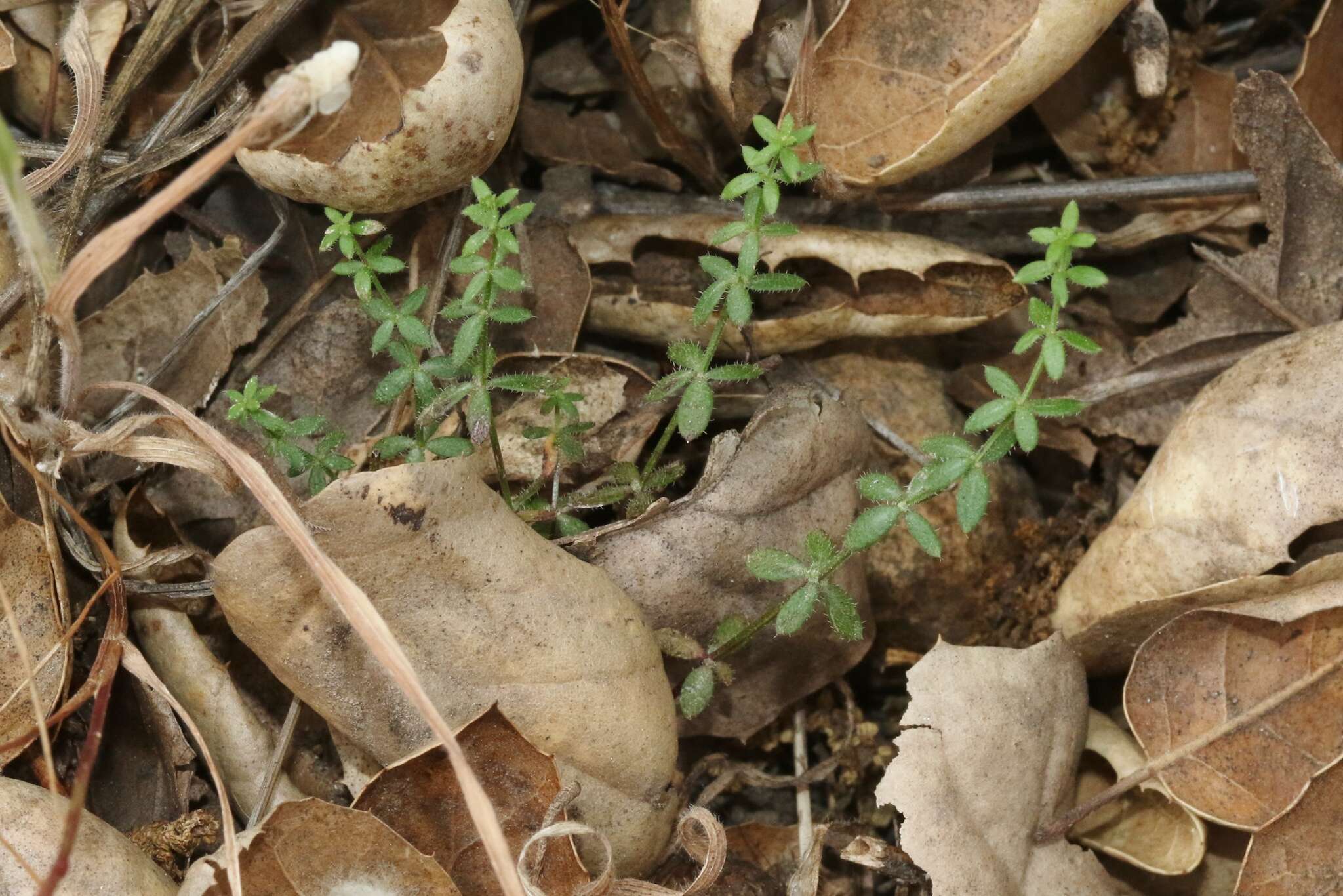 Image of graceful bedstraw