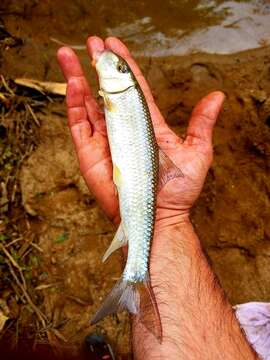 Image of Slender Redhorse