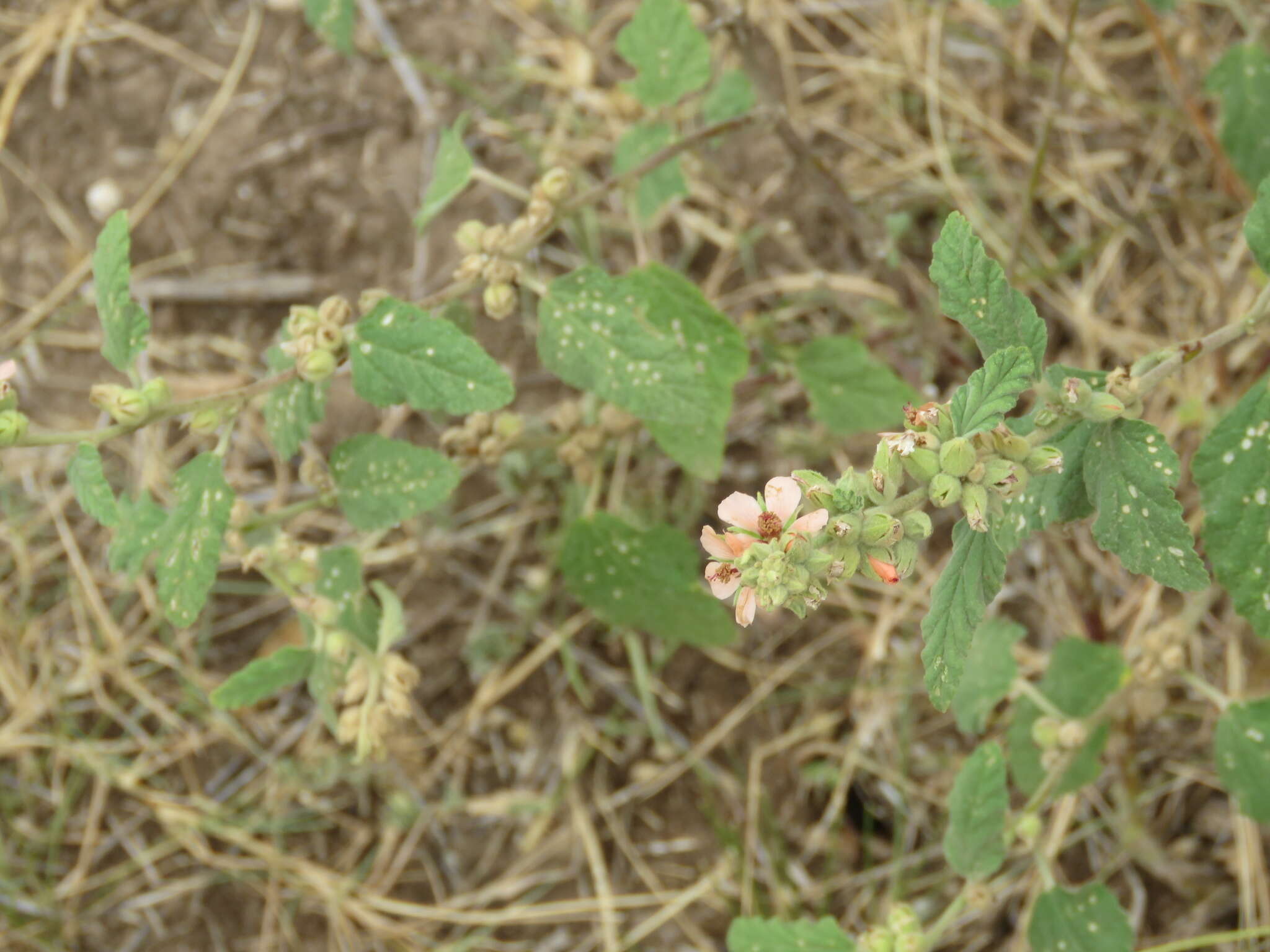 Imagem de Sphaeralcea bonariensis (Cav.) Griseb.