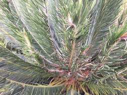 Image of Drakensberg Cycad