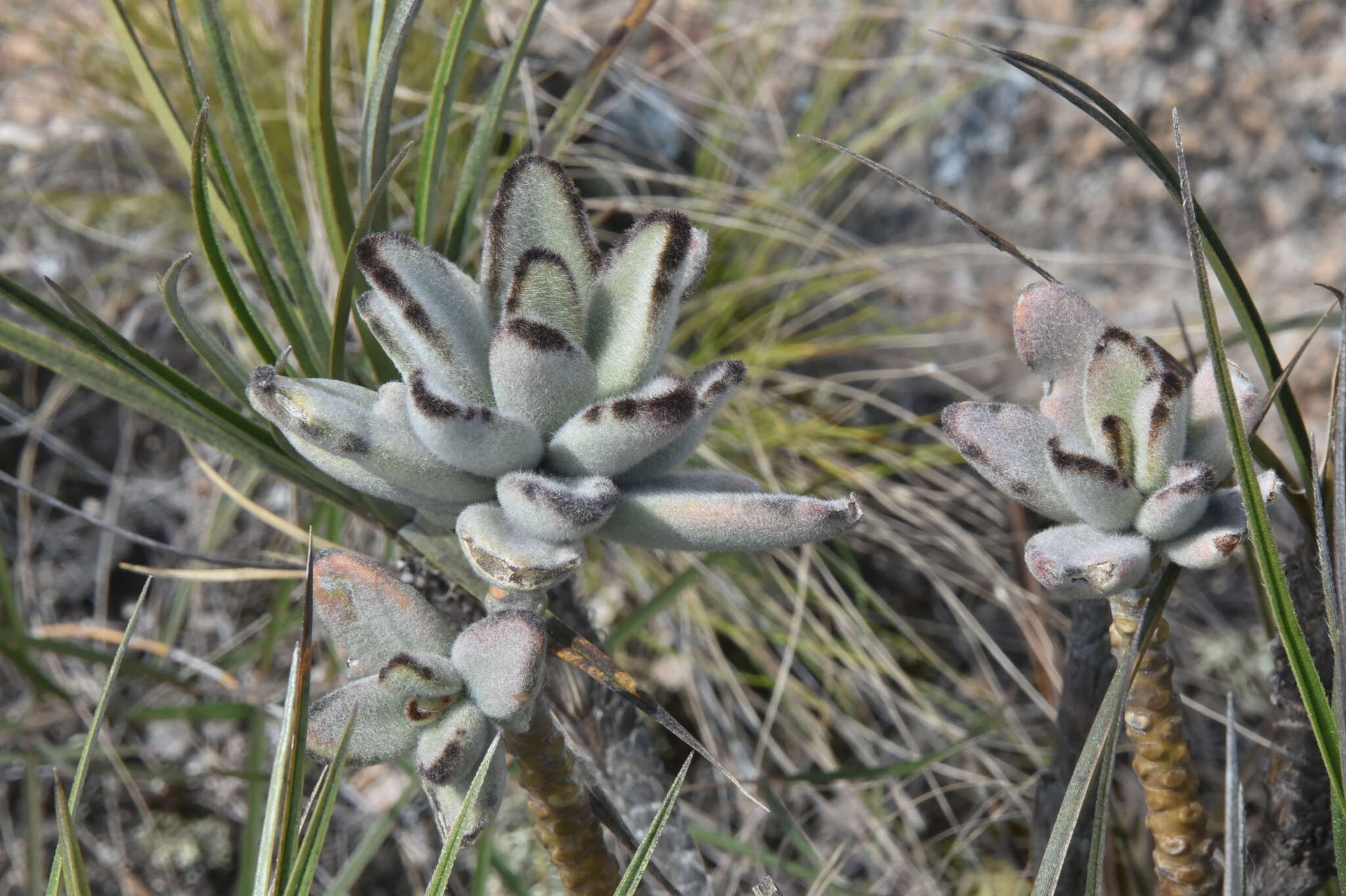 Image of Kalanchoe tomentosa Baker