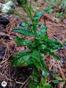 Archibaccharis auriculata (Hemsl.) G. L. Nesom resmi