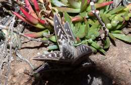 صورة Gonialoe variegata (L.) Boatwr. & J. C. Manning