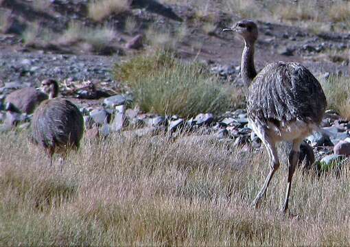 Image of Rhea pennata tarapacensis (Chubb & C 1913)