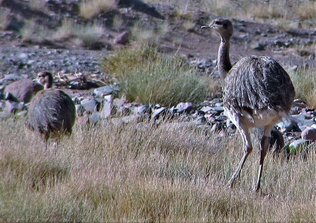 Image of Rhea pennata tarapacensis (Chubb & C 1913)