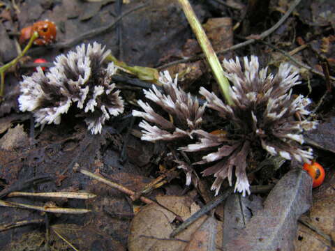 Imagem de Thelephora penicillata (Pers.) Fr. 1821